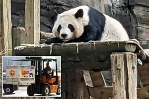 China will send large pandas to Atlanta.