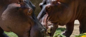 Columbia Plans to Euthanize Many 'Cocaine Hippos' Associated with Drug Lord