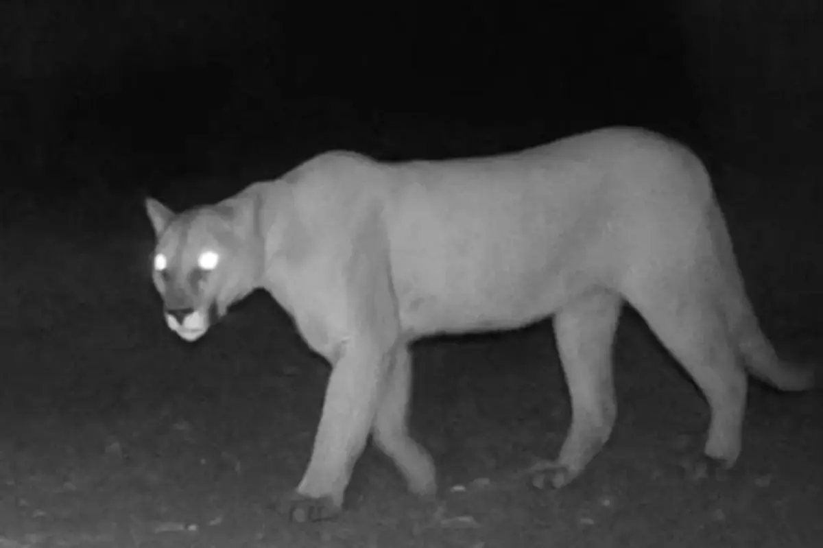 Concerns rise over mountain lions after a mastiff disappears in Oak Glen, leaving a trail of blood.