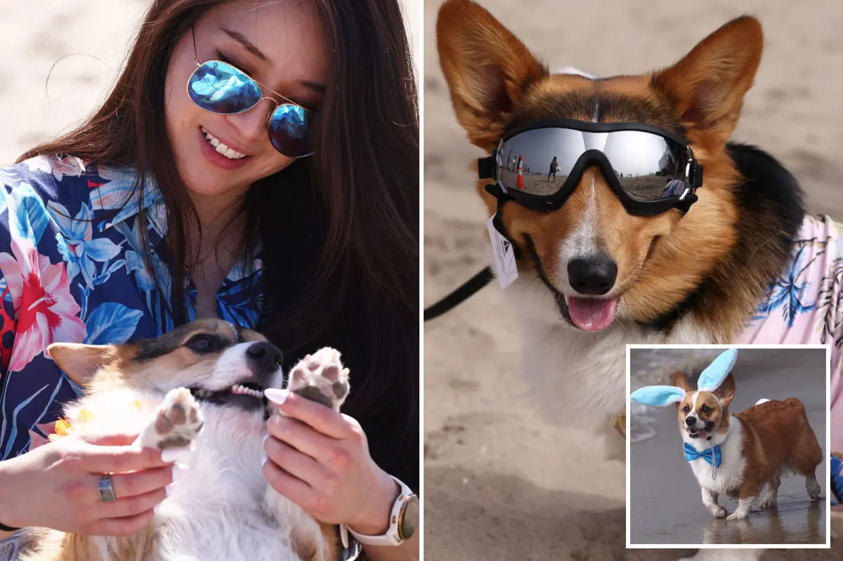 Corgi frenzy as hundreds of pointed-eared dogs flock to a Southern California beach