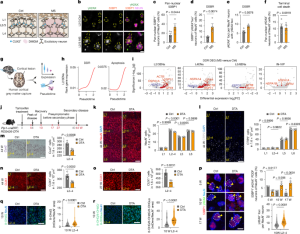 DNA damage leads to the selective loss of CUX2 neurons during neuroinflammation