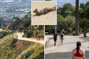 Dead squirrels raise health warning at popular Hollywood hiking path