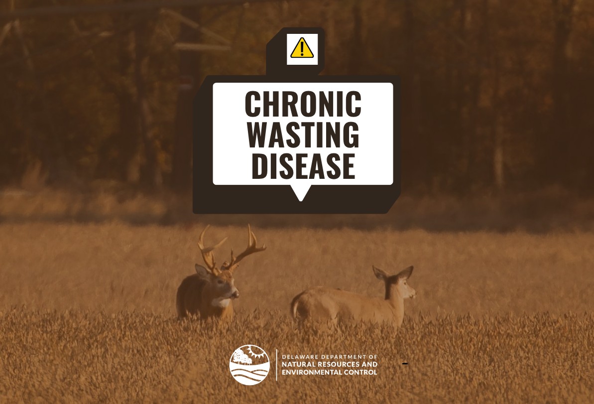 Delaware Reports Its First Case of Chronic Wasting Disease in Wild White-tailed Deer