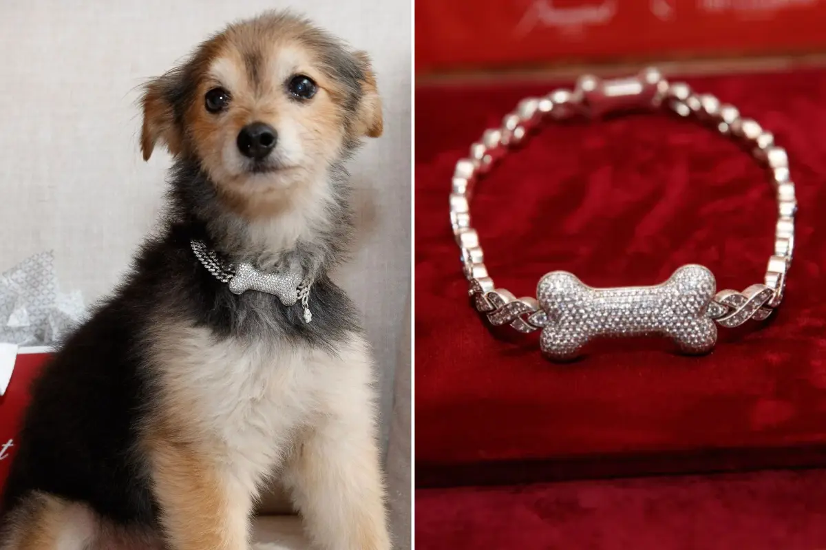 Dog fashion receives a stunning upgrade with custom collars featuring gold, diamonds, and rubies, priced at an impressive $150K.