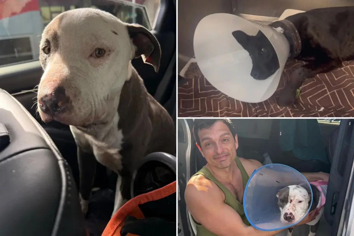 Dogs reportedly used for drug testing on Skid Row amid shocking animal cruelty.