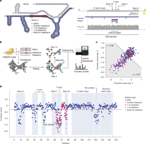 Editing RNU4-2 shows clear dominant and recessive disorders