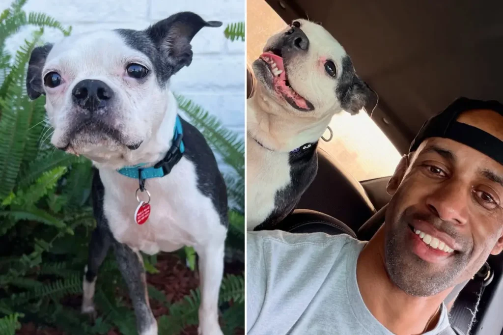 Emotional reunion as dog sees owner in tears three years after being taken away