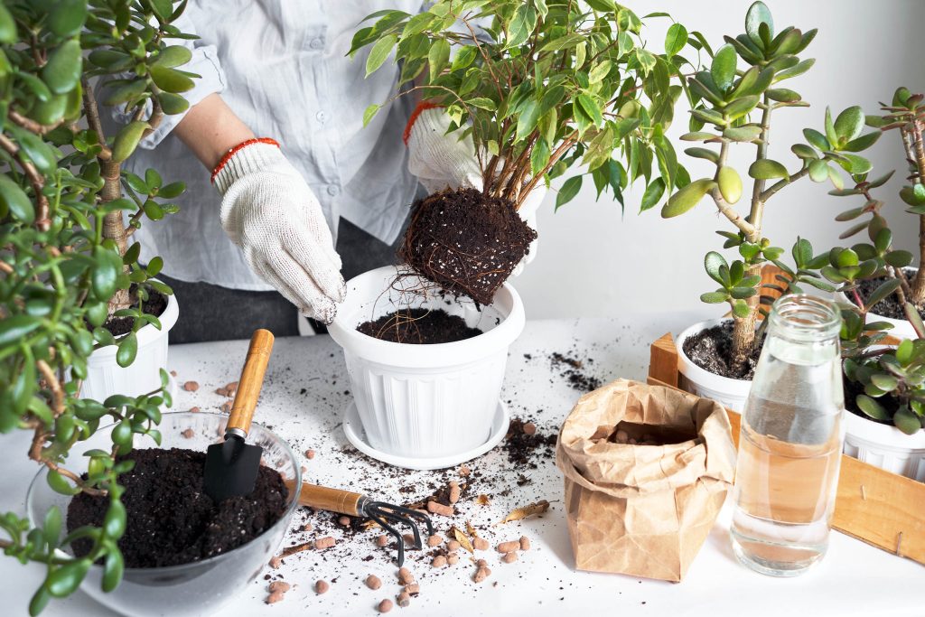 Everyday kitchen waste helps plants grow taller and stronger