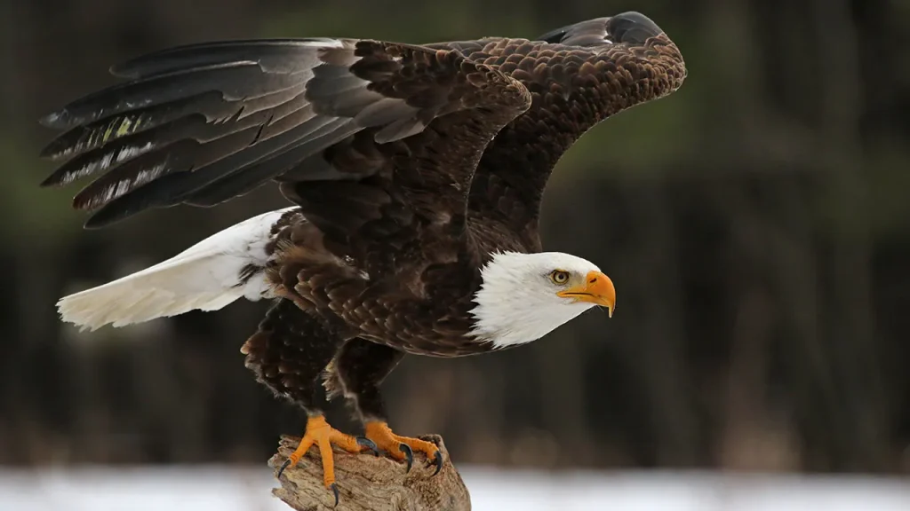 Five bald eagles discovered deceased in Michigan under unclear conditions