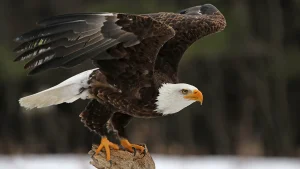 Five bald eagles discovered deceased in Michigan under unclear conditions