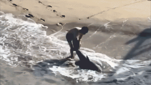 Footage captures a young fisherman battling a shark in crashing waves