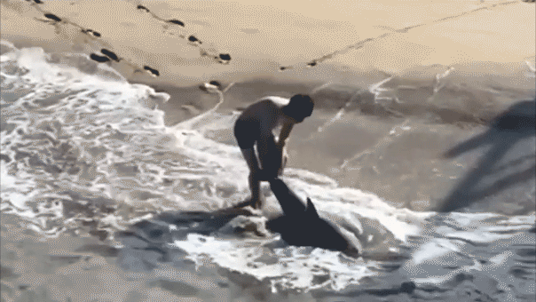 Footage captures a young fisherman battling a shark in crashing waves