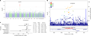Genetic factors that influence weight loss and side effects of GLP1 receptor agonists