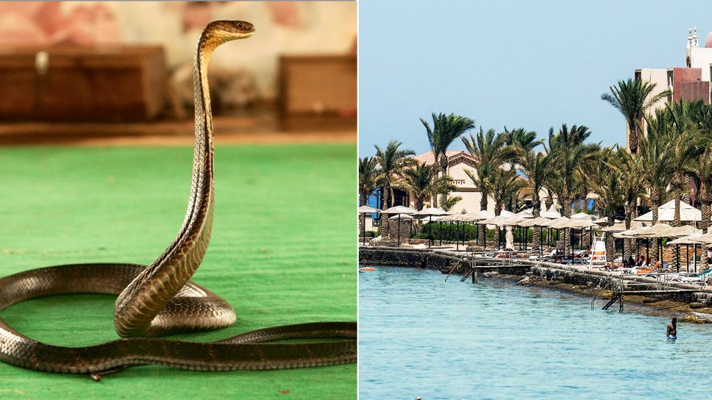 German tourist passes away after being bitten by a cobra at an Egyptian snake show