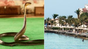 German tourist passes away after being bitten by a cobra at an Egyptian snake show