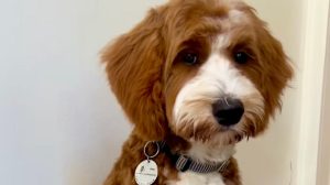 Goldendoodle's Stunning Coat Change From Puppy To Adult Is Catching Attention