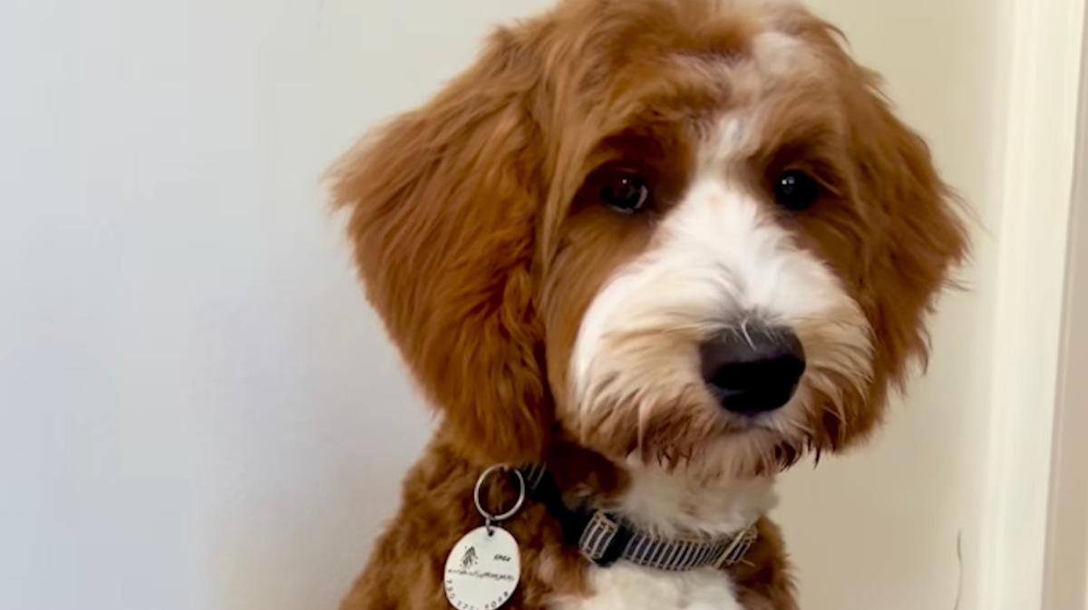 Goldendoodle's Stunning Coat Change From Puppy To Adult Is Catching Attention