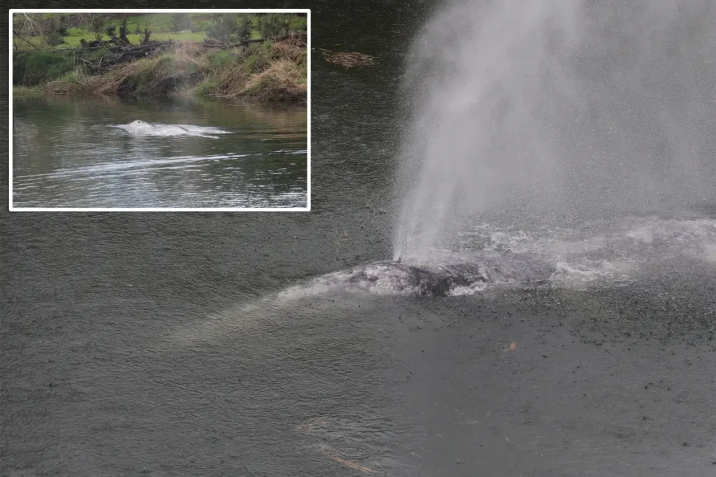 Gray whale that traveled 20 miles up a river in Washington state is discovered deceased