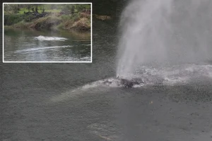 Gray whale that traveled 20 miles up a river in Washington state is discovered deceased