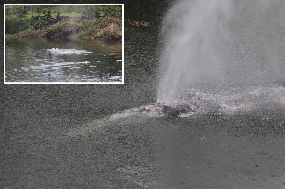 Gray whale that traveled 20 miles up a river in Washington state is discovered deceased