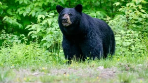 Great Smoky Mountains National Park shuts down trails due to increased bear activity