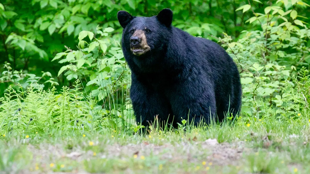 Great Smoky Mountains National Park shuts down trails due to increased bear activity