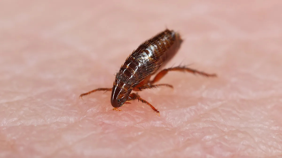 Health officials announce unprecedented levels of potentially deadly typhus cases: 'Everyone is at risk'