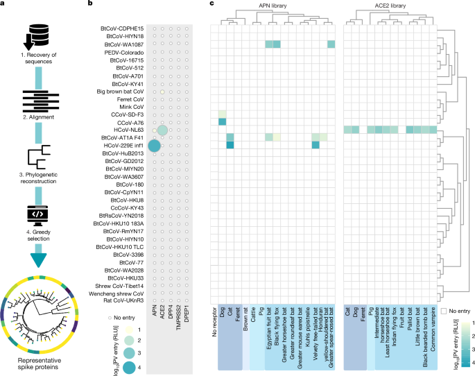 Heart-nosed bat alphacoronaviruses utilize human CEACAM6 to invade cells