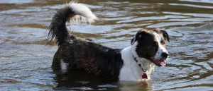 Helicopter Saves Stranded Dog After Hiker Falls From 180-Foot Waterfall