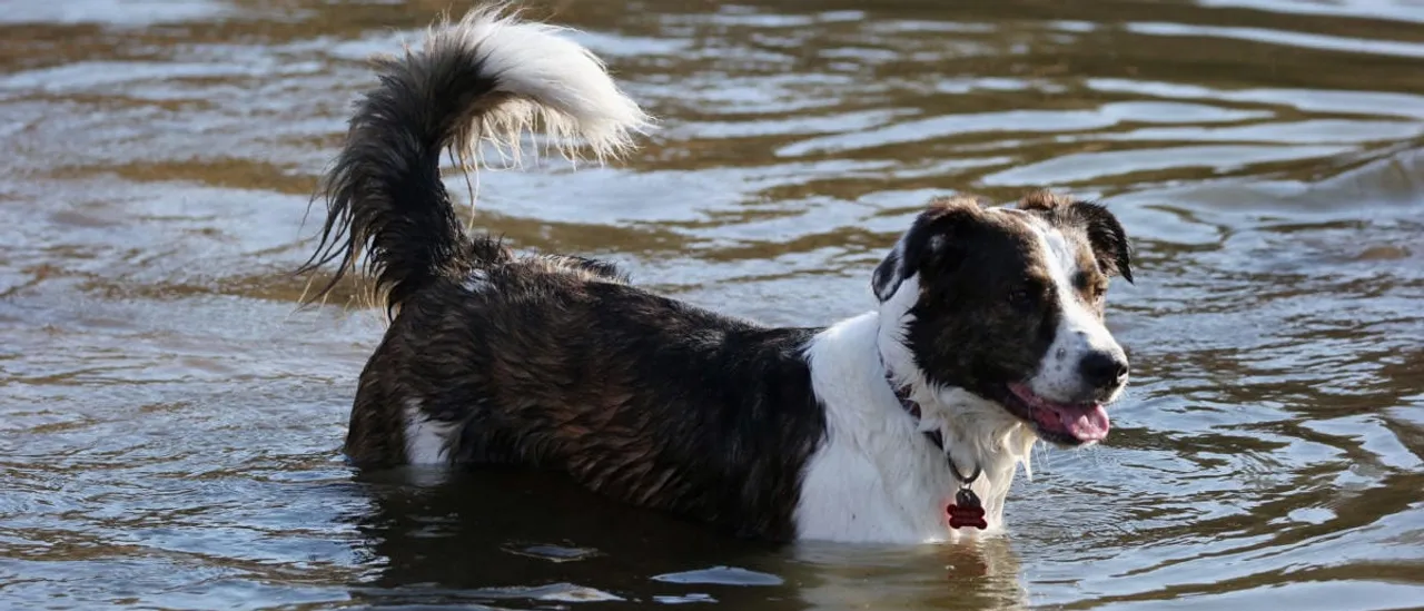 Helicopter Saves Stranded Dog After Hiker Falls From 180-Foot Waterfall