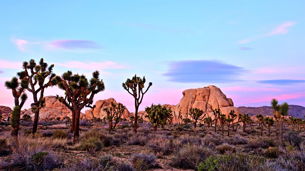 Hiker discovers human skull in desert near Twentynine Palms, investigation into homicide begins