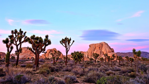Hiker discovers human skull in desert near Twentynine Palms, investigation into homicide begins