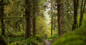 Hikers Identify Skeletal Remains as Those of Washington Woman Missing Since November 2024