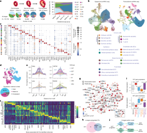 In-depth analysis of the human mother-to-baby connection at the single-cell level over time and space