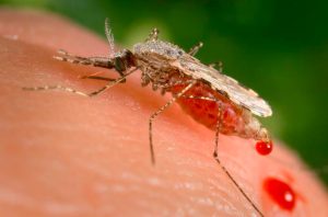 Innovative Israeli research reveals that malaria parasites manipulate RNA to trick the immune system.