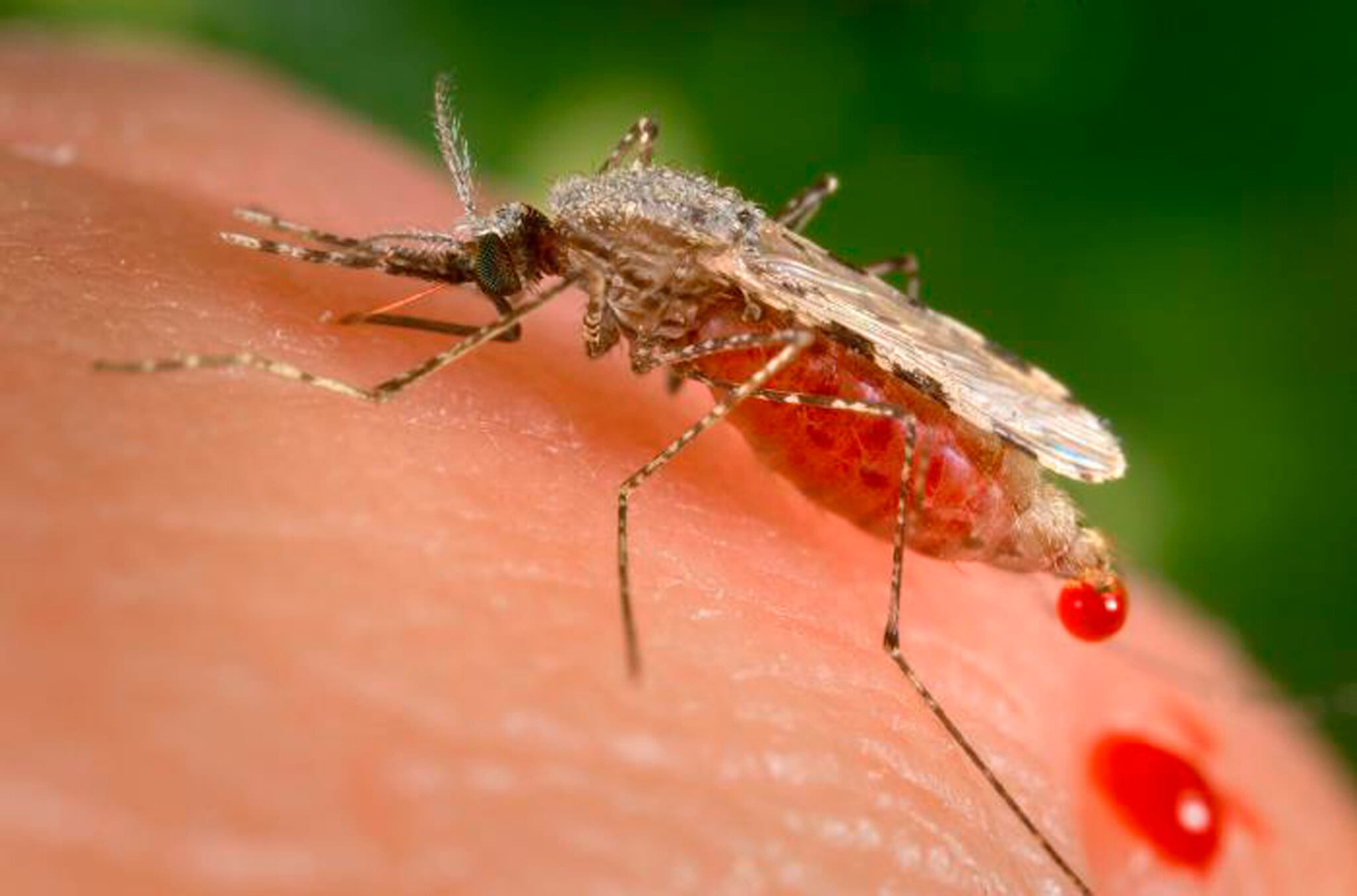 Innovative Israeli research reveals that malaria parasites manipulate RNA to trick the immune system.