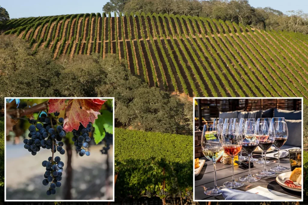 Inquiry uncovers the reasons behind the decline of California's wine region