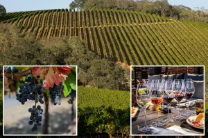 Inquiry uncovers the reasons behind the decline of California's wine region