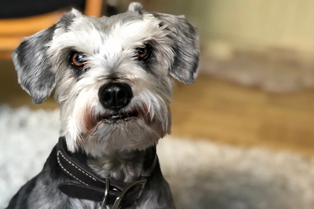 Is pet insurance beneficial? A recent study indicates it is.