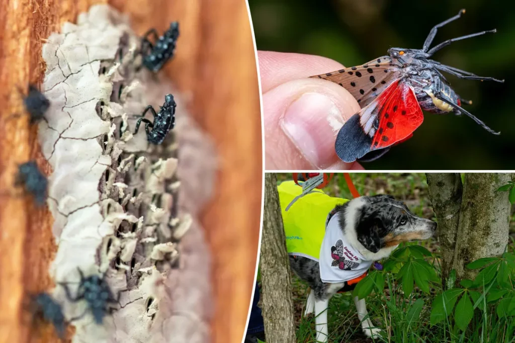 Lanternfly invasion in NYC expected to rise again after a decline in 2026