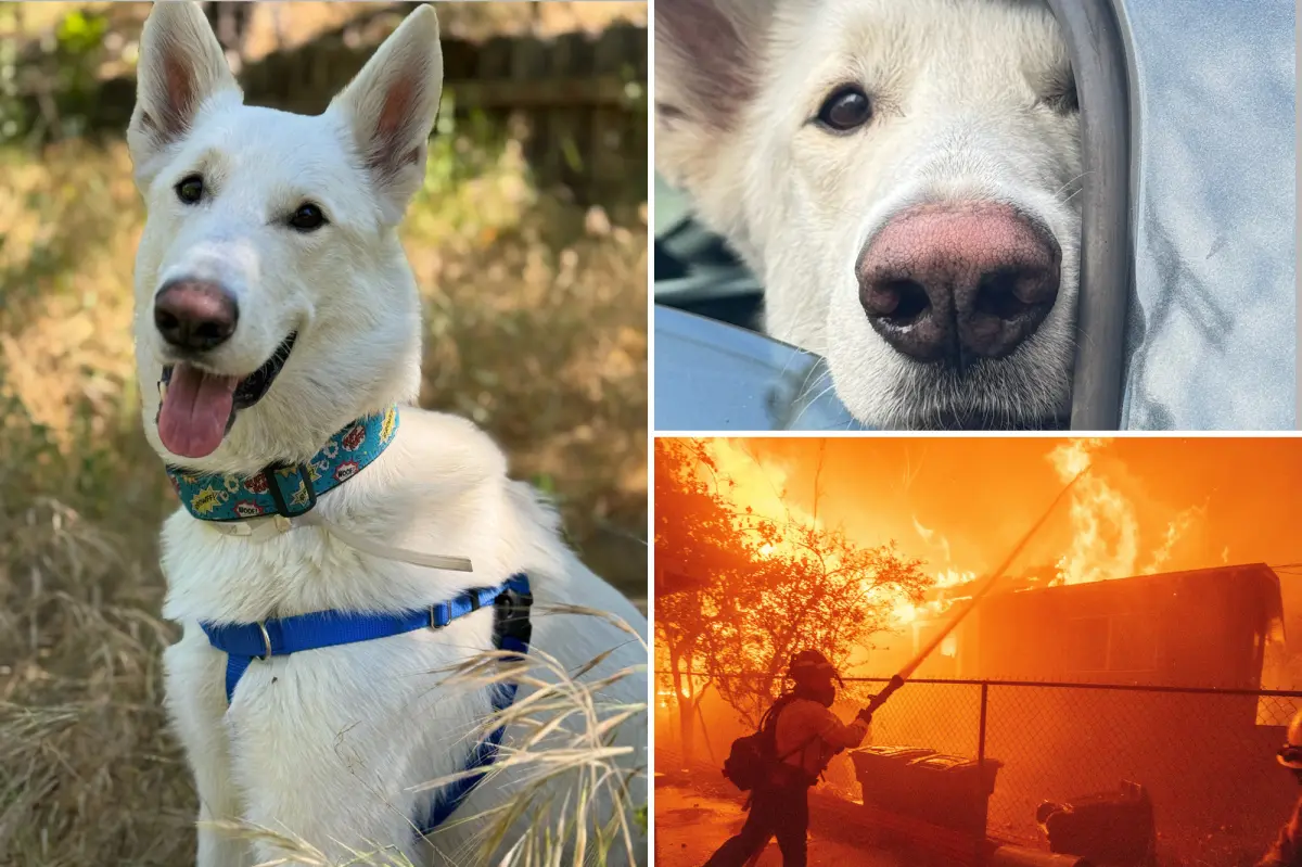 Last dog displaced by Eaton Fire secures a permanent home