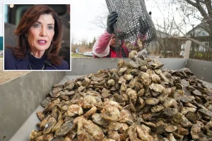 Long Island county could be labeled a 'disaster area' due to oyster shortage: 'Supply and demand'