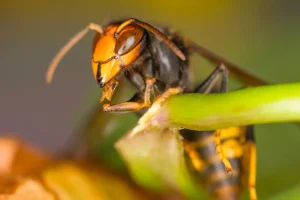 Lookalike of invasive 'murder hornet' may threaten pollinators if it continues to spread, experts caution