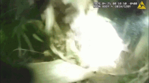 Man abandons child in woods while trying to escape police in Daytona Beach