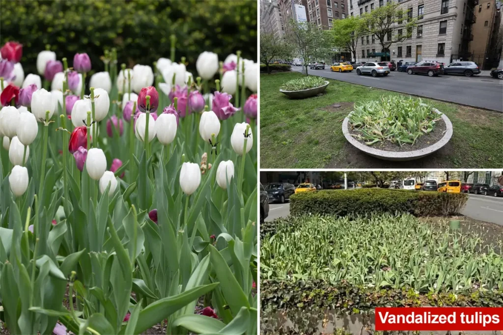 Man with issues beheads numerous tulips on Park Avenue