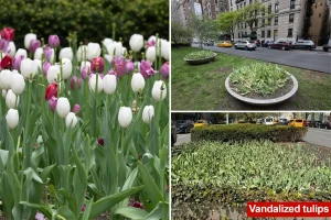Man with issues beheads numerous tulips on Park Avenue