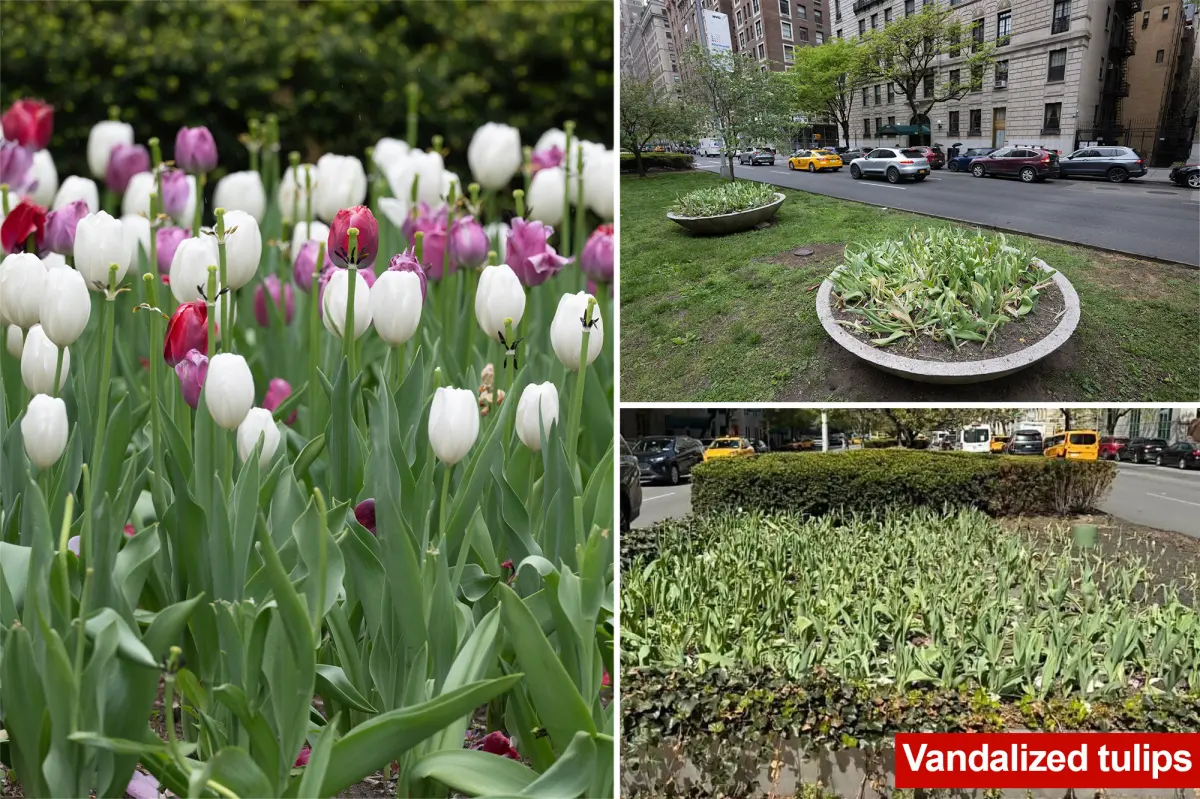 Man with issues beheads numerous tulips on Park Avenue