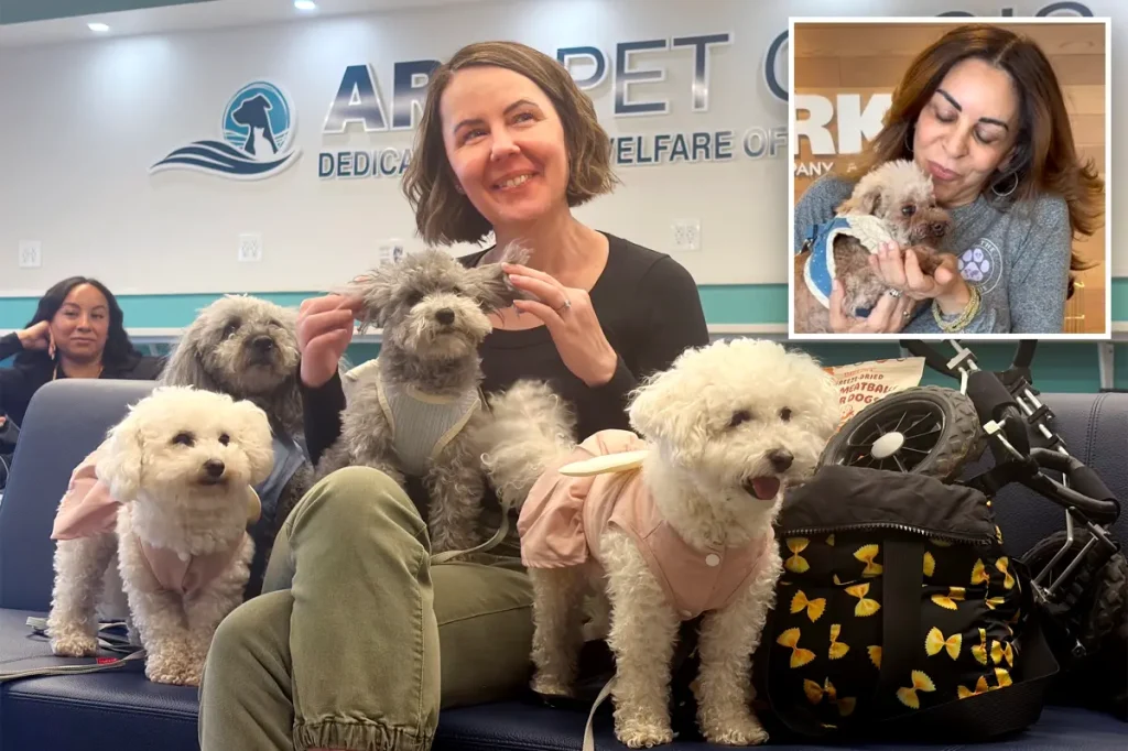 Meet the New Yorkers rescuing countless lovable dogs from being served as food