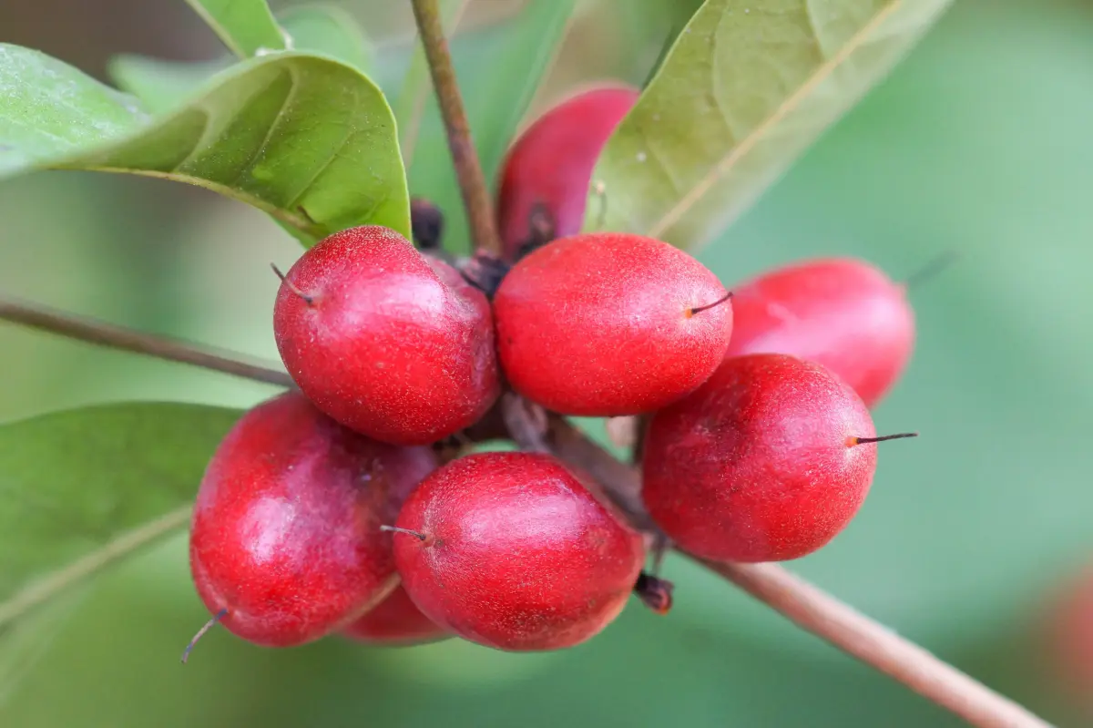 "Miracle fruit" might assist cancer patients in managing harmful chemotherapy side effects.