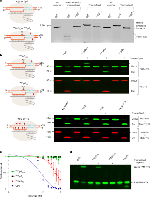 Molecular foundation for methylation-sensitive editing by Cas9